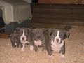 BULLIES DEN FELONY X BULLIES DEN LIL\