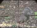 AA S410 Squirrel Trifecta