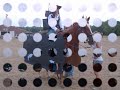 A Video of My Horse Maxx