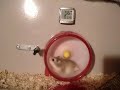 Hamster VTEC Miss-Shift
