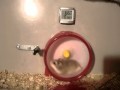 Hamster VTEC Miss-Shift