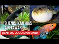 Ikan Hias Air Tawar Unik