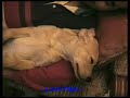 SONY lleg� !!! (Labrador - Obediencia)