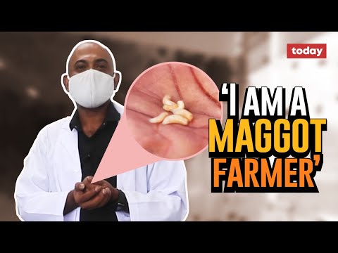 Unlikely helpers: ‘Fresh’ maggots that are hungry to feed on patients’ wounds as healing therapy