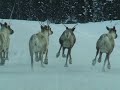 RUNNING OF THE CARIBOU RUNNING OF THE CARIBOU