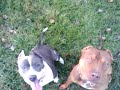 red nose and blue bully pits play and do a little obedience
