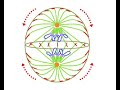 50-year cell division puzzle solved