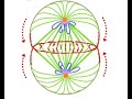 50-year cell division puzzle solved
