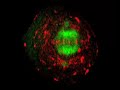 50-year cell division puzzle solved