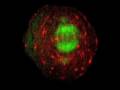 50-year cell division puzzle solved