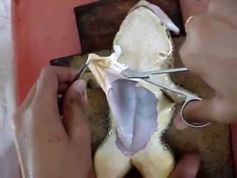 how to isolate rectus abdominis