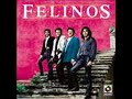 los felinos el duelo