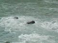 Rishikesh