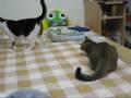 videos de 081120_小可愛自HIGH 1