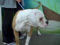 Brutus A4092691