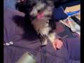 videos de Mein verrückter Hund!