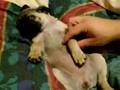 Pug video