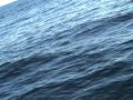 la baleine