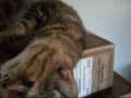 kitties 0001