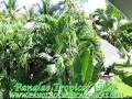 Villa Vidas Panglao Tropical Villas, Bohol Beach Resort
