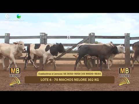 517 LEILO VIRTUAL MB LEILES