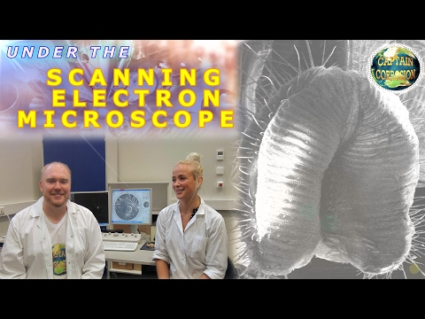 Fly Under the Scanning Electron Microscope | Captain Corrosion