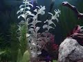 28-gallon Fishtank aquarium Battlestar Galactica soundtrack