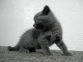 videos de Filhote British M www.gatilbritishcastle.com.br