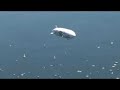 schiffsbr-cke-ber-den-bodensee-.html