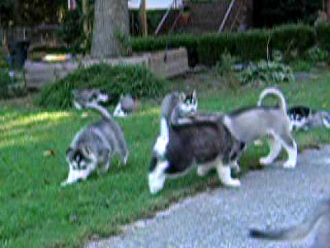 alaskan malamute