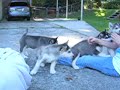 Alaskan Malamute Puppies 7 weeks