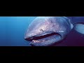the real sea monsters