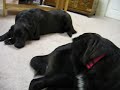 Roxy and Nicky