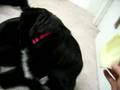 Roxy-and-Nicky