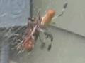 Bannana Spider Eats a Cockroach