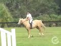 Triscuit (Pony For Sale) Triscuit (Pony For Sale)