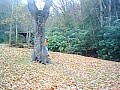 john remembering what it was like to swing from the trees as a boy... his legs dangling makes me laugh... he fell but i didn't get that video - sorry