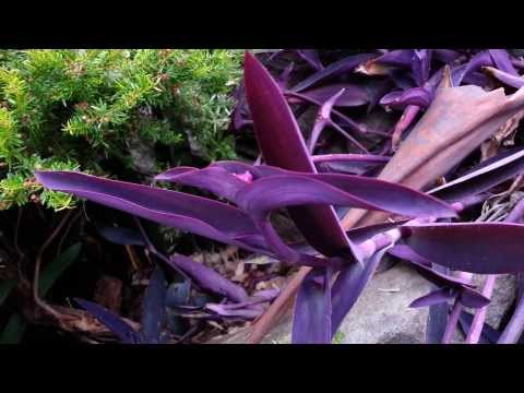 how to replant a wandering jew plant