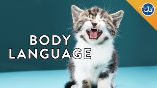 كيف تفهم لغة قطتك