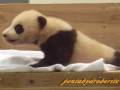 Twin Panda Babies, 2008-12-1-part4, Meihin & Eihin