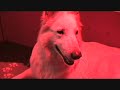 Witte herder pups Jewel of Joy - 1 dag oud -