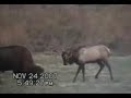 Bison Vs Elk