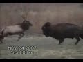 Bison Vs Elk Bison Vs Elk