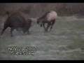 Bison Vs Elk