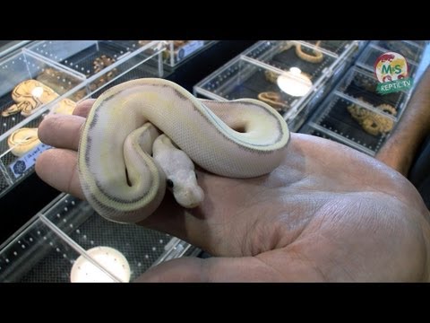 réptil - English and German Subtitles available ! Folge 46: Daytona-Special. Stefan Broghammer berichtet von der 23. National Reptile Breeders' Expo (17.-19. August 2...
