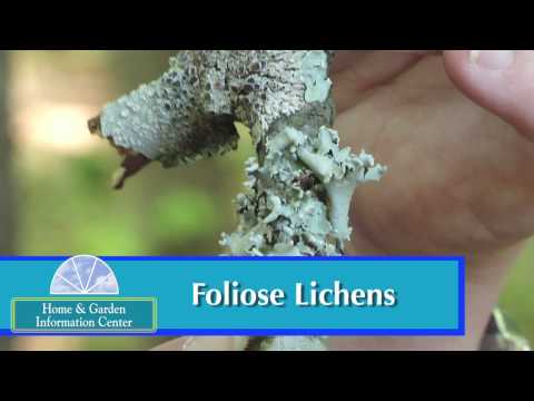 how to kill lichen fungus