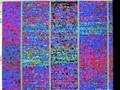 Zoom-Pan video of human and chimpanzee chromosome 1 to 9.