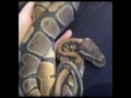 snake shedding..wmv