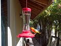 Woodland Hills Orioles