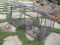 Armadillo Video.....